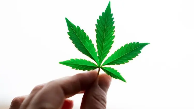 Cannabis em destaque: evento na Unioeste reúne especialistas para debater saúde e pesquisa