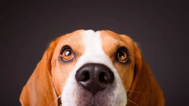Cannabis em cães com câncer? Ciência aponta resultados promissores com CBD