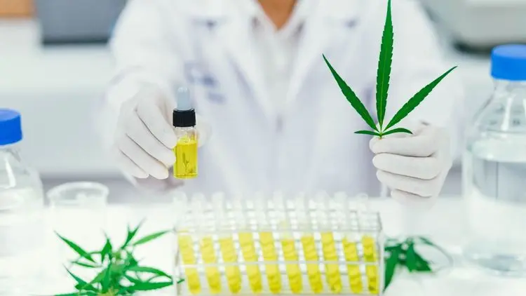 Estudo brasileiro aponta melhora do sono e da qualidade de vida com uso prolongado de cannabis rica em THC