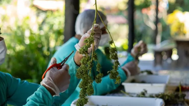 Seminário na UFRRJ discute futuro da cannabis medicinal e impactos da regulamentação no Brasil