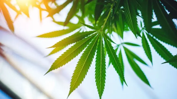 Cânhamo e cannabis são a mesma coisa? Entenda as diferenças e usos
