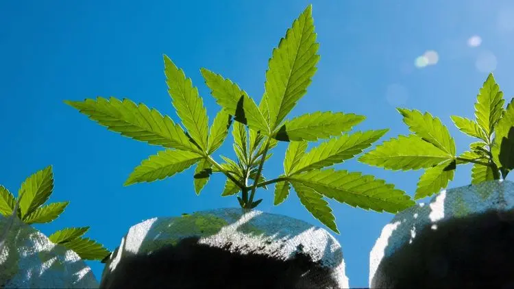 Cânhamo com até 1% de THC? Indústria canadense pressiona por mudanças históricas na regulamentação
