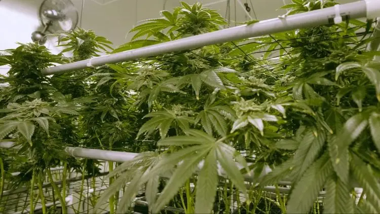 Associação da Paraíba conquista autorização para ampliar fornecimento de flores de cannabis medicinal