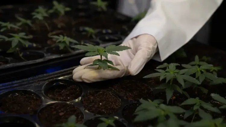 Cultivo de cannabis para pesquisa é tema de seminário na UFSM
