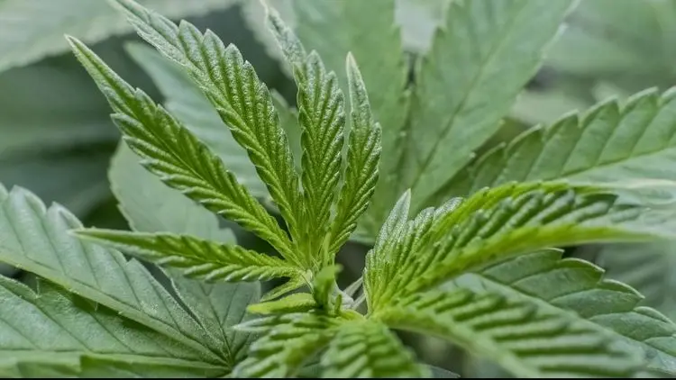 Cannabis e melatonina ajudam a reduzir dose de quimioterapia em pesquisa inédita