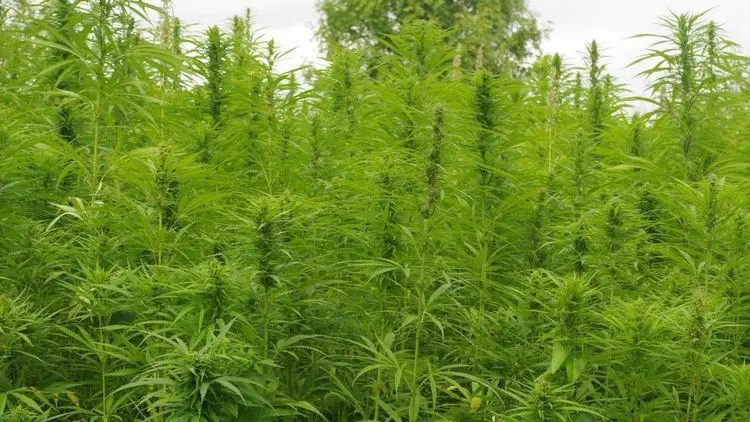 Entra em vigor hoje a regulamentação da Anvisa para cultivo de cannabis no Brasil