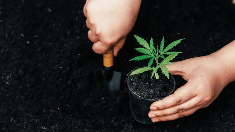 Projeto de lei em Nova York busca incluir pessoas em liberdade condicional no mercado legal da cannabis