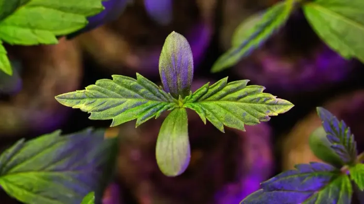 Debate sobre cannabis nos EUA avança após audiência revelar impasse jurídico