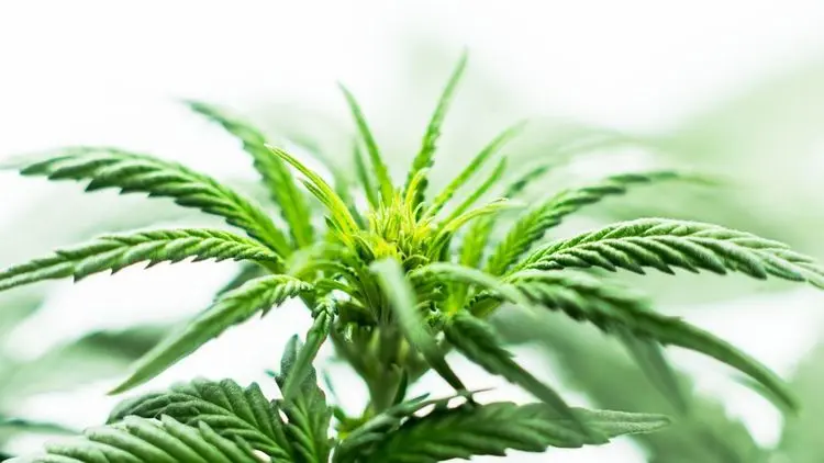 Cannabis medicinal é legal no Brasil? Veja o que diz a Anvisa e o STF em 2026