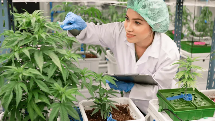 Universidade de Bristol cria módulo sobre cannabis medicinal