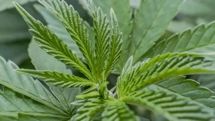 Medida de Trump sobre cannabis é vista como popular e favorável a pacientes