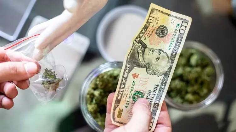 Sem regulação, cannabis movimenta US$ 3 bilhões no mercado ilegal da Carolina do Norte