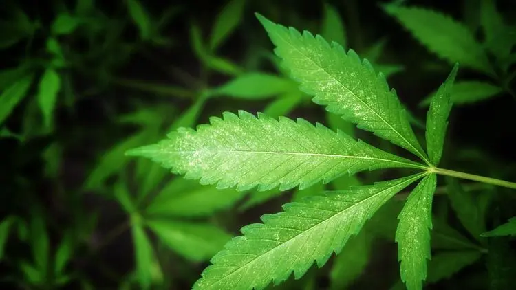 ACCURA promove experiência imersiva sobre cannabis medicinal em São Paulo