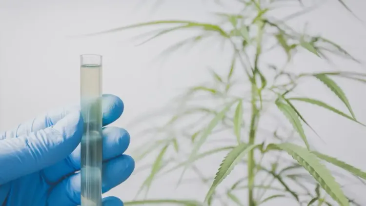 Pesquisas com cannabis avançam após norma da Anvisa