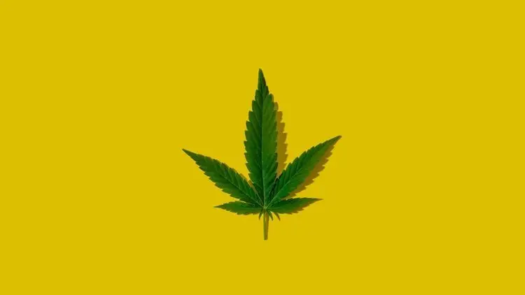 ONU faz alerta global: cannabis continua liderando consumo enquanto o mercado de drogas se transforma