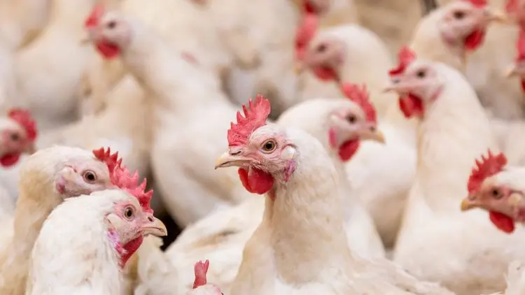 Frango turbinado? Estudo mostra como a cannabis pode mudar a qualidade da carne