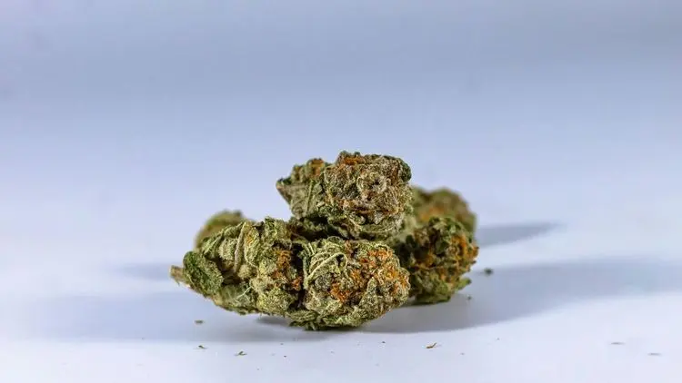 Cannabis recreativa? Espanha dá resposta definitiva sobre legalização