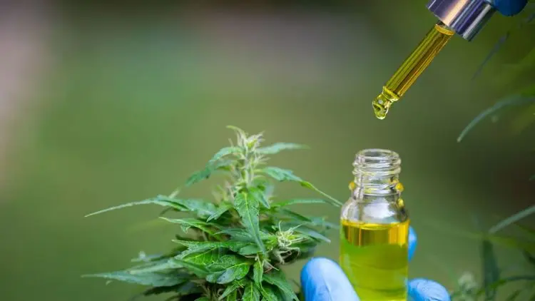 Análisis del borrador de actualización de la RDC sobre productos de cannabis - Anvisa