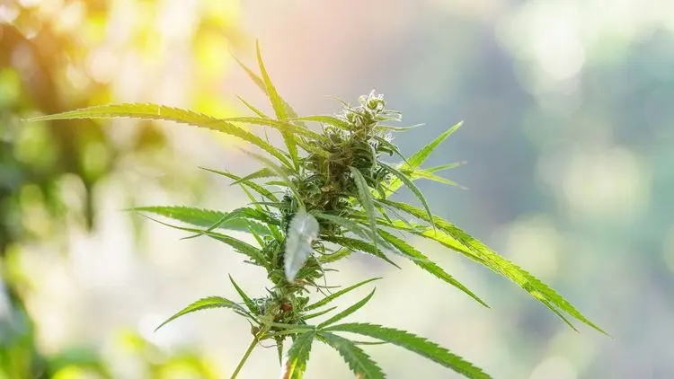 Brasil consolida mercado de cannabis medicinal mais maduro e estruturado