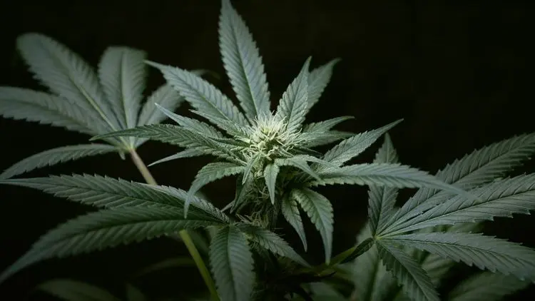 Ilha caribenha discute regras para mercado de cannabis medicinal e adulto