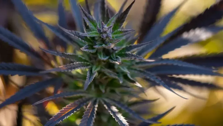 Legalização da Cannabis reduz consumo na Califórnia