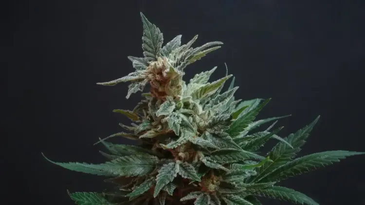 O que é Cannabis? Usos, componentes e diferenças para cânhamo e maconha