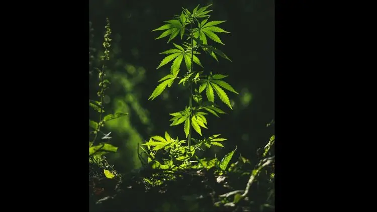 Qualidade, confiança e inovação: a proposta da Be Natural para a nova era da cannabis medicinal no Brasil