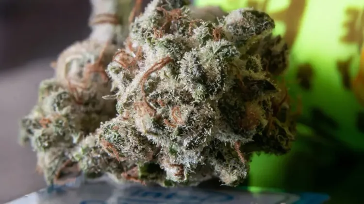 Cannabis e cânhamo: Argentina aprova novas regras de uso