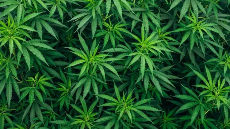 Embrapa promove debate sobre oportunidades para a cadeia da cannabis no Brasil e América Latina