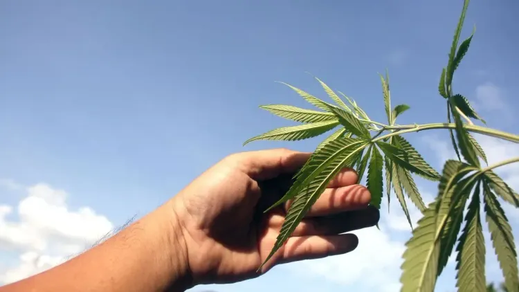 TDAH e cannabis: o que os estudos revelam no Reino Unido