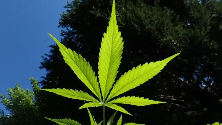 Avanço do THC: decisão do congresso dos EUA ameaça saúde