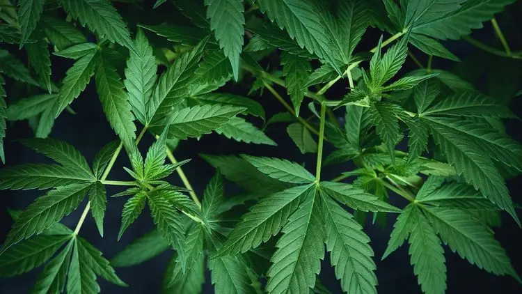 Ensino superior amplia cursos sobre cannabis e acompanha crescimento do mercado legal