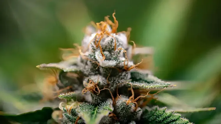 Efeito Trump na cannabis: como mudança regulatória nos EUA pode transformar Uruguai em hub de exportação para o Brasil