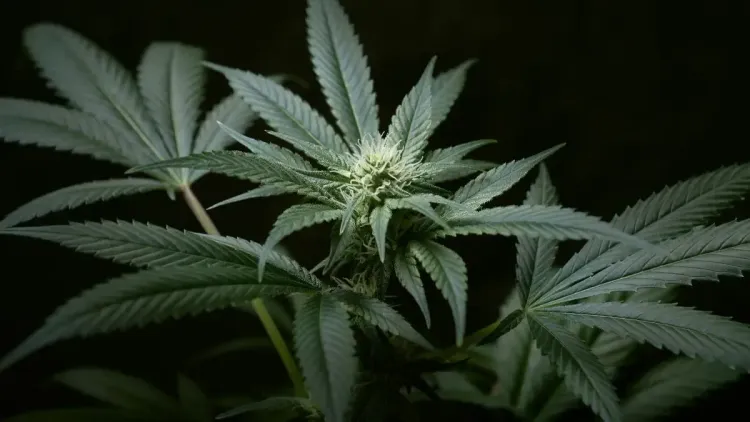 Guia da Cannabis: saiba tudo sobre o Delta-8, Delta-9 e CBD