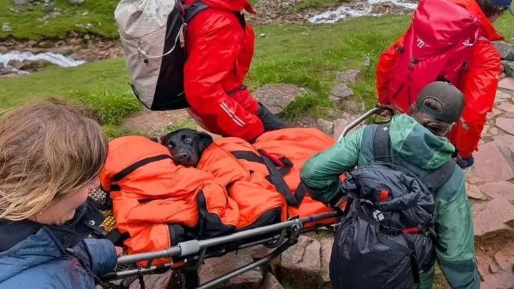 Cadela é resgatada após suspeita de intoxicação por cannabis durante trilha no Reino Unido