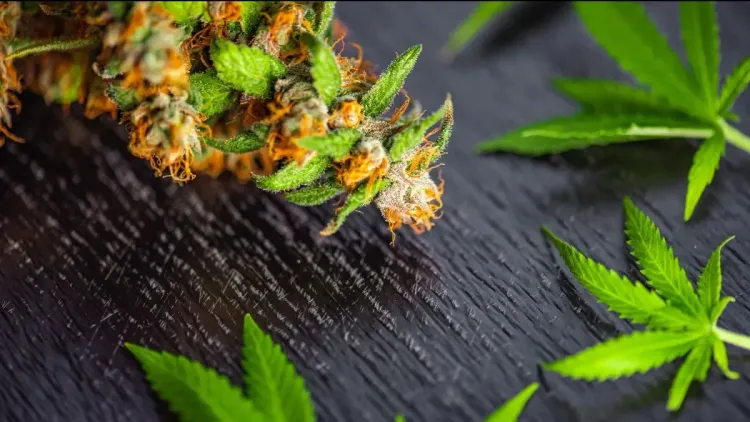 Clube de cannabis vira alvo do Plano Druida em Barcelona