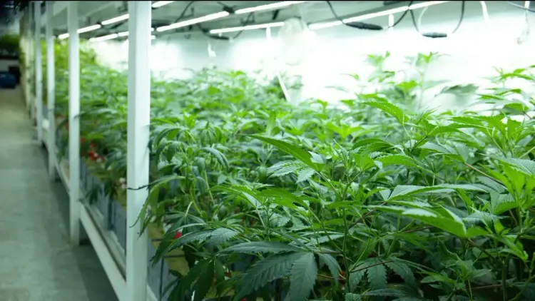 Cannabis em estufa: estudo revela vantagem econômica