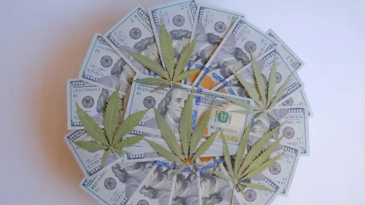 Imposto sobre cannabis pode gerar bilhões nos Estados Unidos