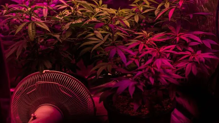 Cultivo doméstico de cannabis avança nos EUA impulsionado por temor de produtos contaminados