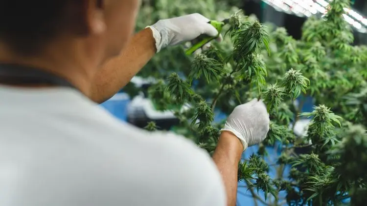 Cannabis medicinal en Brasil: regular para cuidar, no para restringir