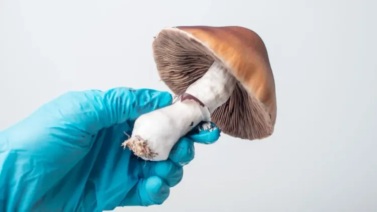 Psilocibina natural: Biocase capta R$ 10 mill. de FINEP para la depresión