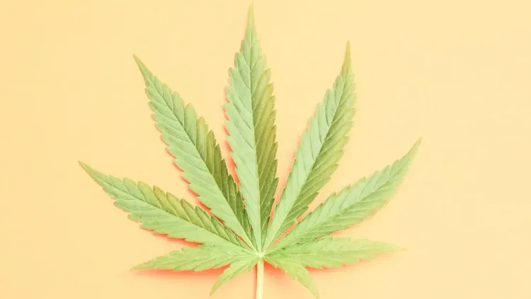Cannabis para dor crônica substitui opióides e muda vida
