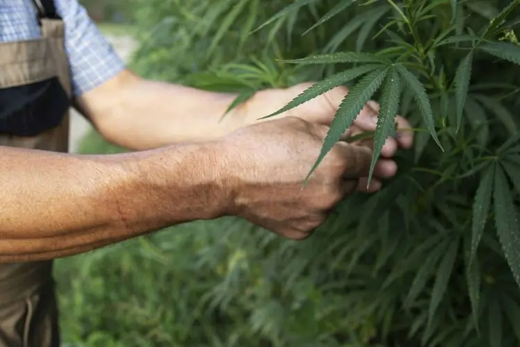 Cultivar cannabis no Brasil não é mais crime?