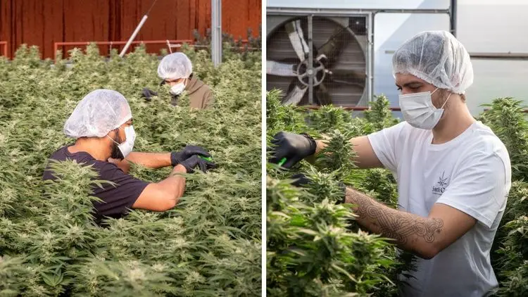 Operação policial no interior de São Paulo apreende medicamentos e insumos da associação Santa Gaia