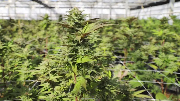 Ministério da Agricultura confirma regulamentação do cultivo de cânhamo até 19 de maio
