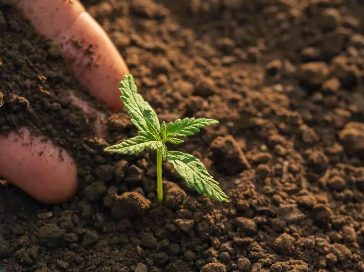 Justiça autoriza idoso a cultivar cannabis para tratamento médico