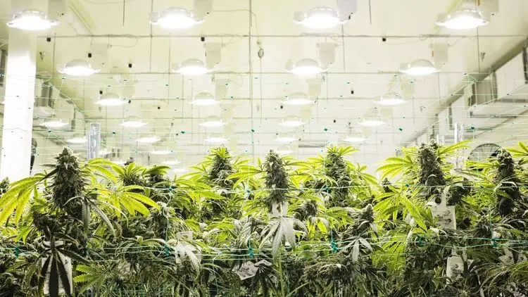 Empresa de cannabis medicinal invierte 2,3 millones en Portugal