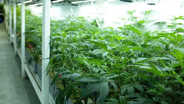 Medical Cannabis: Brazil as a Global Reference