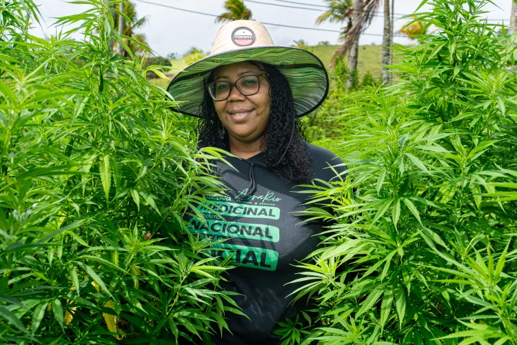 O que muda após decisão definitiva sobre cannabis medicinal no Rio