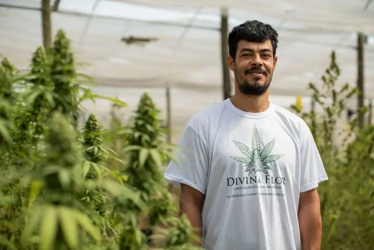 A injustiça de um sistema: a prisão de um terapeuta canábico e a luta por regulamentação no Brasil